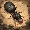 Herunterladen The Ants Underground Kingdom