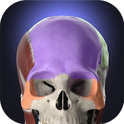 Anatomyka - 3D Anatomy Atlas [Unlocked] - Уникальный интерактивный инструмент по анатомии