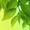 Download Leaf Live Wallpaper