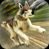 Download Wolves Clan Wild Animals Sim