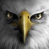 Download Eagle Play