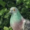 Скачать Pigeon: A Love Story