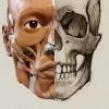 Скачать 3D Анатомия для художников Lite